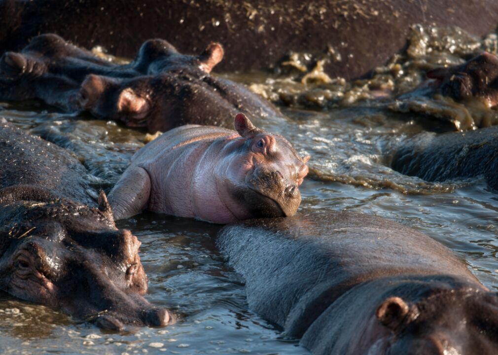 Hippos